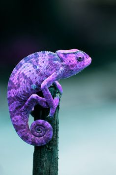 Cool Chameleon